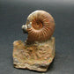 Pyritized Ammonite Fossil On Pyrite Matrix From Russia 150 MYO - 2.4" - 141.74 Grams