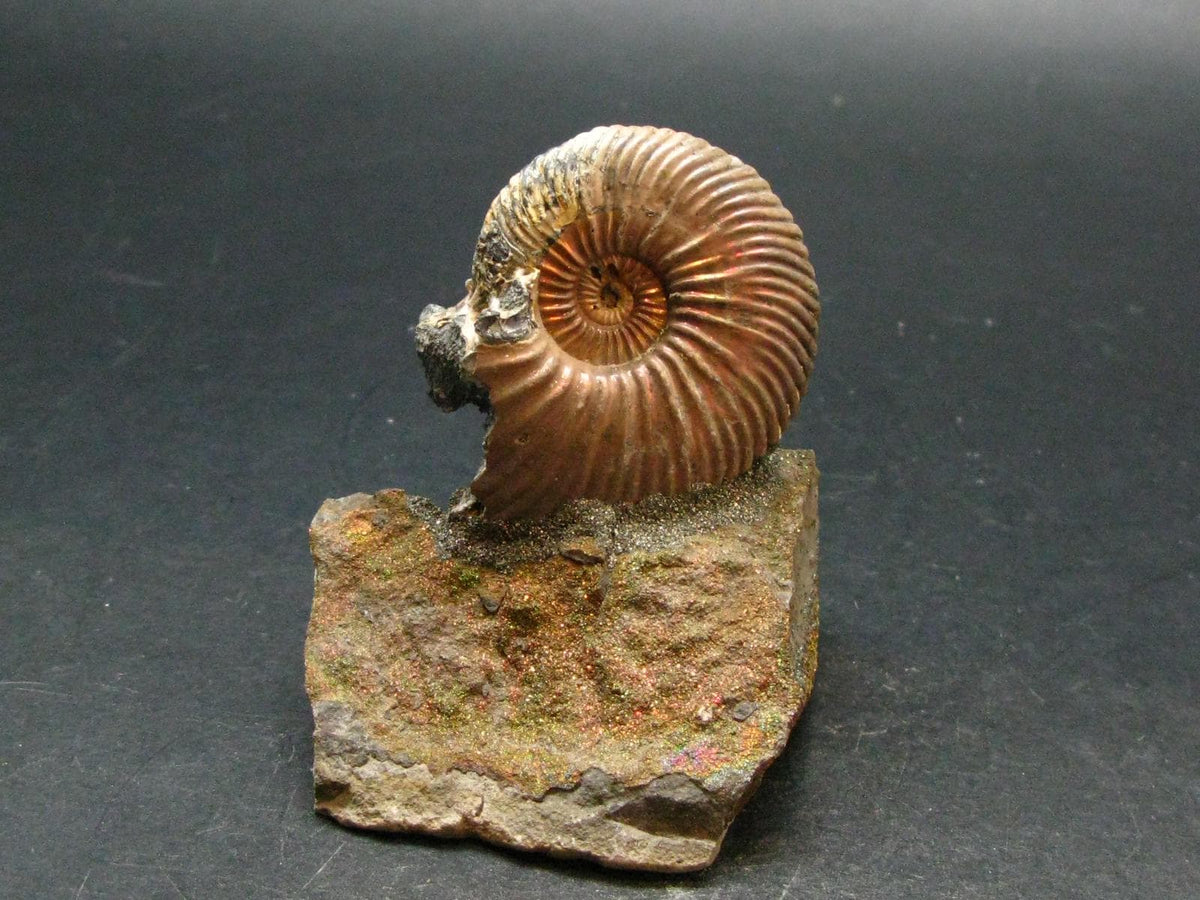 Pyritized Ammonite Fossil On Pyrite Matrix From Russia 150 MYO - 2.4" - 141.74 Grams