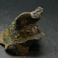 Pyritized Ammonite Fossil On Pyrite Matrix From Russia 150 MYO - 1.3" - 35.72 Grams