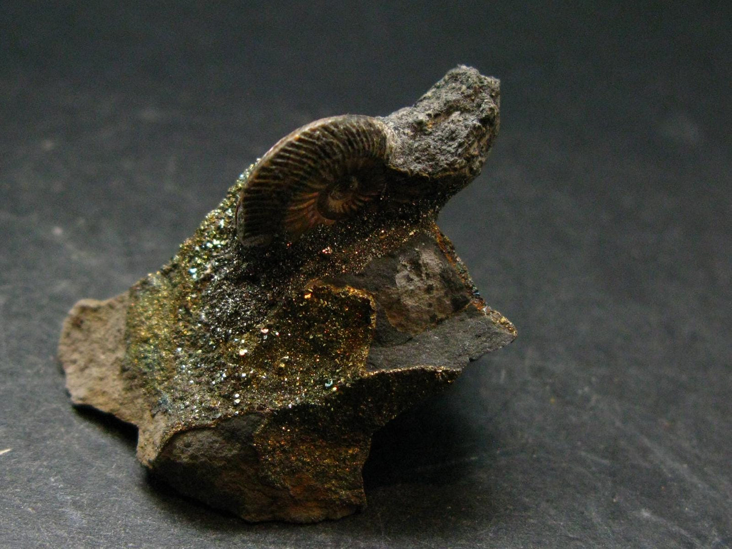 Pyritized Ammonite Fossil On Pyrite Matrix From Russia 150 MYO - 1.3" - 35.72 Grams