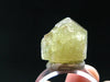 Large Gem Golden Apatite Crystal From Mexico - 0.5" - 8.52 Grams