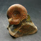 Pyritized Ammonite Fossil On Pyrite Matrix From Russia 150 MYO - 2.2" - 133.61 Grams