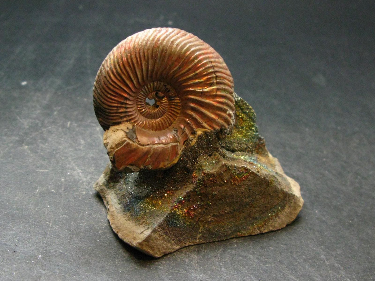 Pyritized Ammonite Fossil On Pyrite Matrix From Russia 150 MYO - 2.2" - 133.61 Grams
