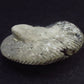 Pyritized Ammonite Fossil From Russia 150 MYO - 2.1" - 41.0 Grams