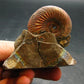 Pyritized Ammonite Fossil On Pyrite Matrix From Russia 150 MYO - 2.2" - 133.61 Grams