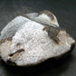 A Perfect Staurolite Crystal from Russia - 3.1" - 207.66 Grams