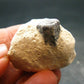 Large Blue Sapphire Corundum Cluster From Madagascar - 1.3"