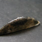 Genuine Phenakite Phenacite Tumbled Crystal from Russia - 25.90 Carats - 1.5"