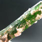 Green Tourmaline Crystal From Brazil - 2.7" - 129 Carats