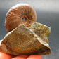 Pyritized Ammonite Fossil On Pyrite Matrix From Russia 150 MYO - 2.5" - 119.55 Grams