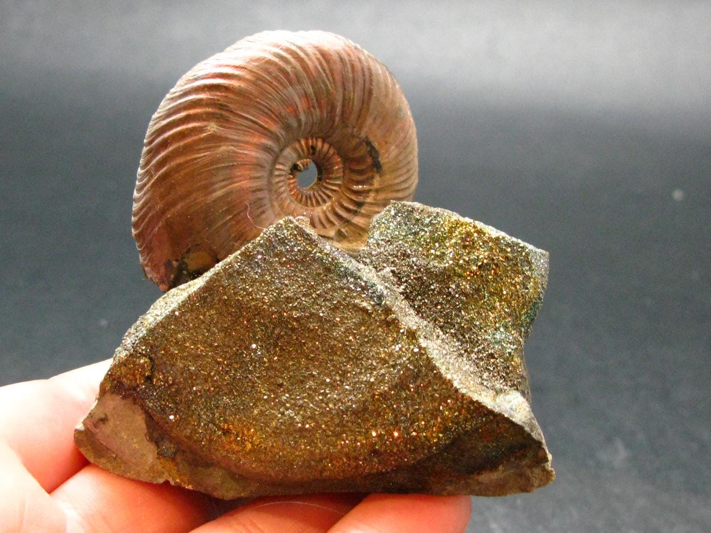 Pyritized Ammonite Fossil On Pyrite Matrix From Russia 150 MYO - 2.5" - 119.55 Grams