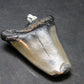 Megalodon Shark Tooth 7 MYO Silver Pendant From S. Carolina USA - 1.7"