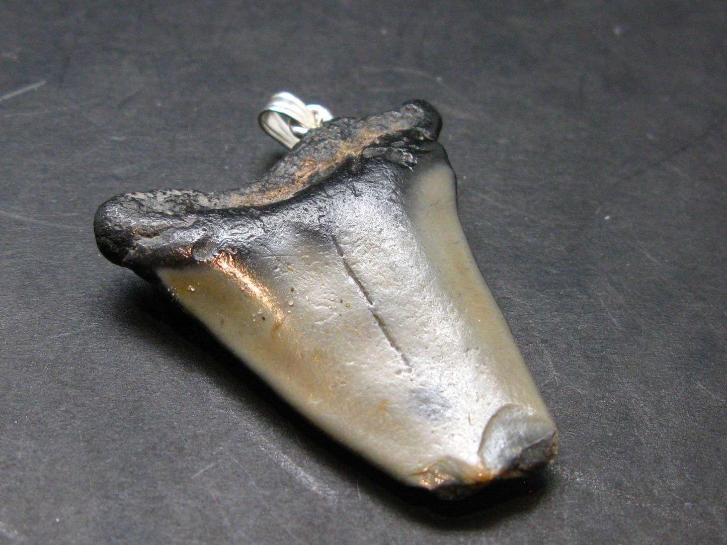 Megalodon Shark Tooth 7 MYO Silver Pendant From S. Carolina USA - 1.7"