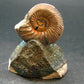 Pyritized Ammonite Fossil On Pyrite Matrix From Russia 150 MYO - 2.6" - 97.46 Grams
