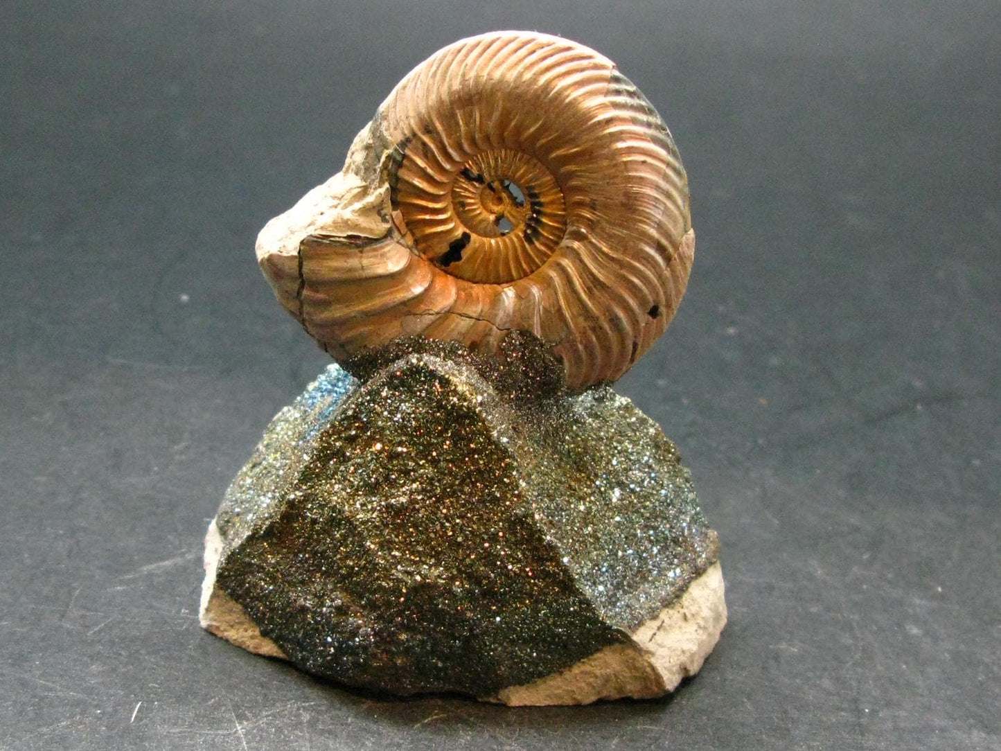 Pyritized Ammonite Fossil On Pyrite Matrix From Russia 150 MYO - 2.6" - 97.46 Grams
