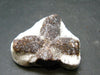 A Perfect Staurolite Crystal from Russia - 1.3" - 15.67 Grams