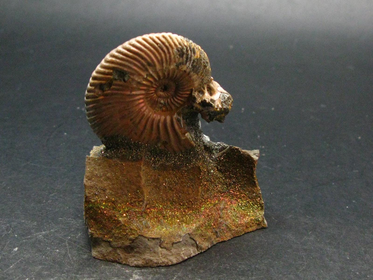 Pyritized Ammonite Fossil On Pyrite Matrix From Russia 150 MYO - 2.4" - 141.74 Grams