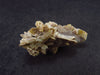 Rare Herderite Cluster from Brazil - 1.2" - 5.66 Grams