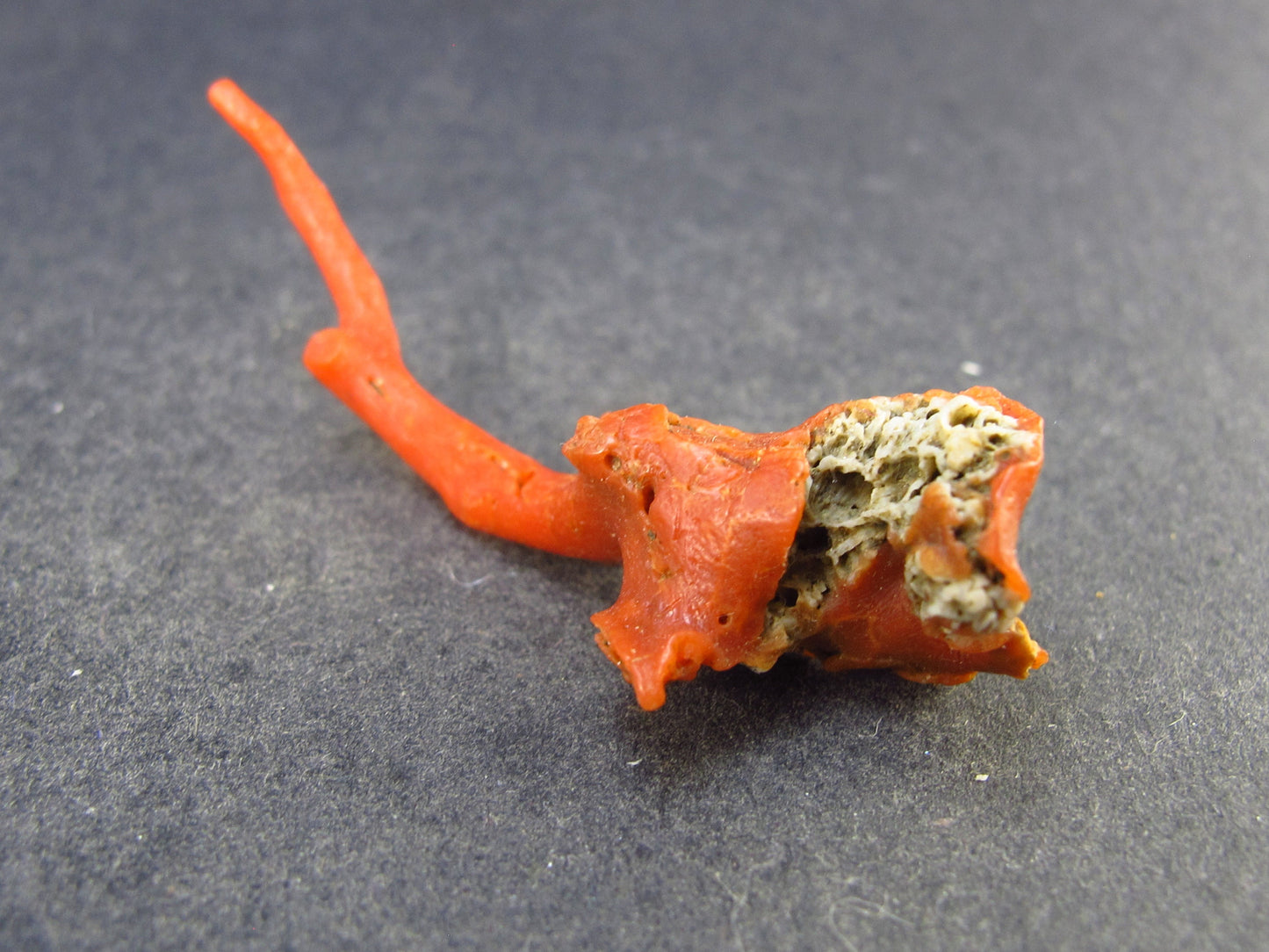 Rare Natural Red Coral From Italy - 2.2" - 3.6 Grams