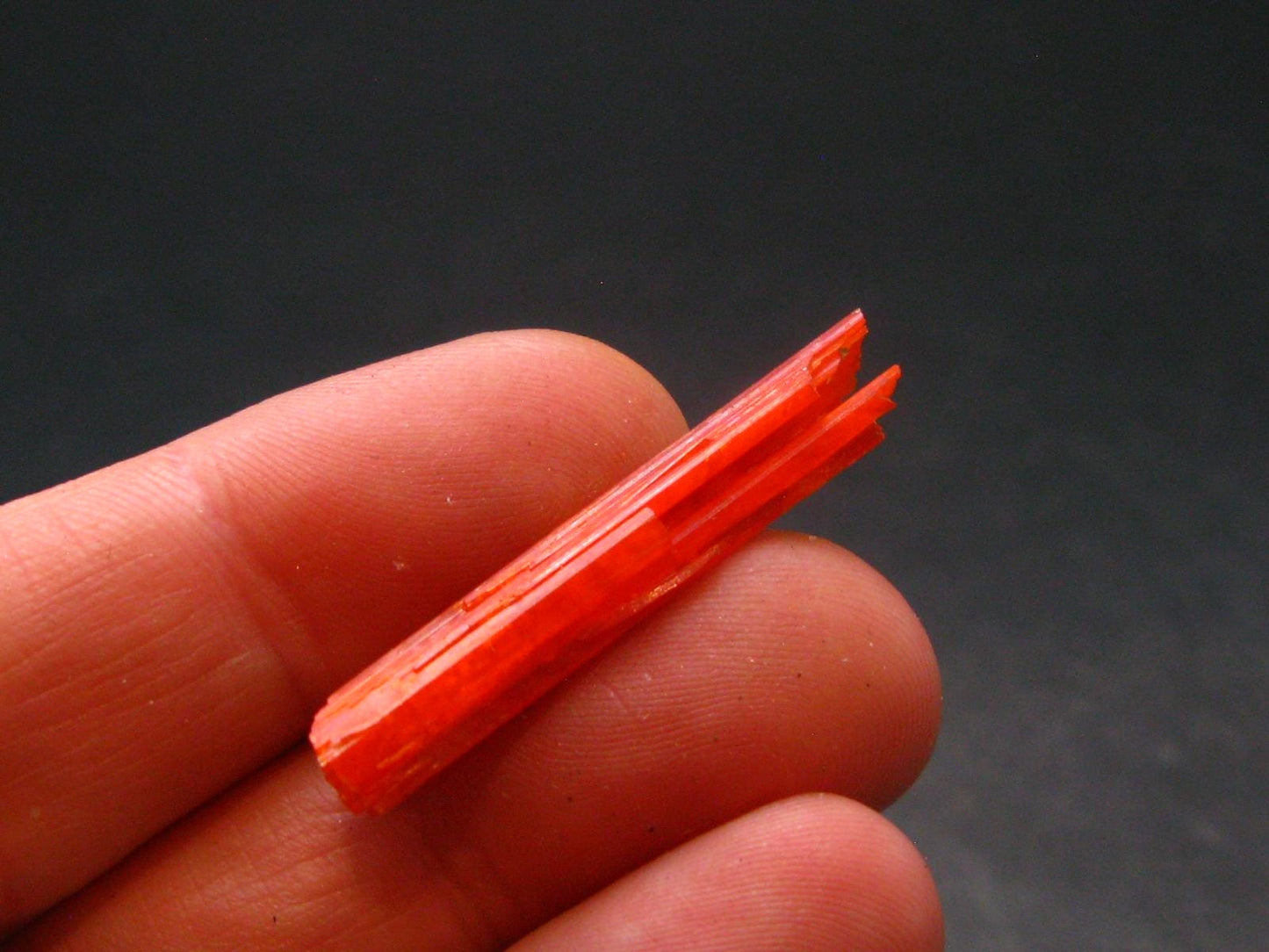 Large Orange Crocoite Crystal From Australia - 3.3" - 9.50 Carats