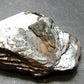 Large Hematite "Iron Rose" from Brazil - 2.5" - 111.89 Grams