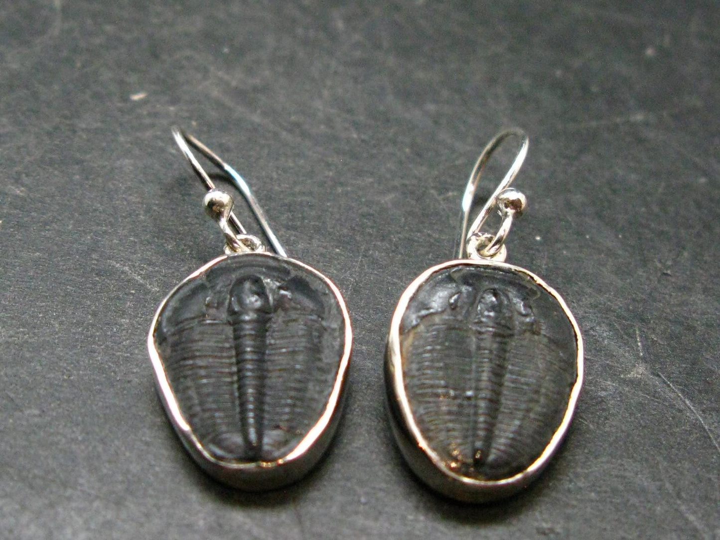 Trilobite Silver Earrings from USA - 1.3" - 3.76 Grams