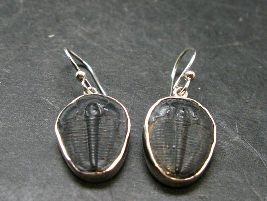 Trilobite Silver Earrings from USA - 1.3" - 3.76 Grams