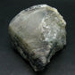 Phenakite Phenacite Crystal From Brazil - 3.9" - 572 Grams
