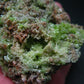 Very Nice Rare Pyromorphite cluster from China - 3.3" - 308 Grams