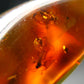 Natural Insects in Baltic Amber 925 Silver Pendant from Poland - 1.8" - 5.43 Grams