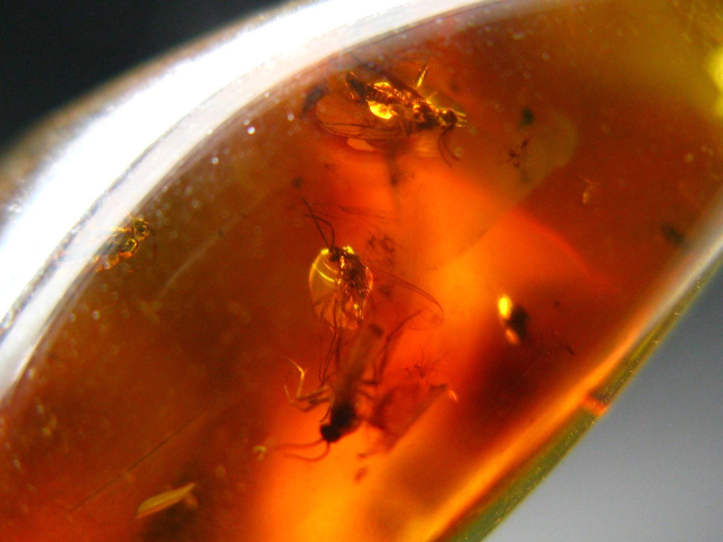 Natural Insects in Baltic Amber 925 Silver Pendant from Poland - 1.8" - 5.43 Grams