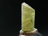 Large Gem Golden Apatite Crystal From Mexico - 0.8" - 8.09 Grams