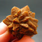 Glendonite (Ikaite after Calcite) Crystal From Russia - 1.0" - 7.61 Grams