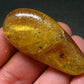 Insects in Amber Piece From Colombia - 12.82 Grams - 2.1"