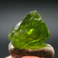 Rare 14.40 Carat Gem Peridot Olivine Crystal from Arizona, USA - 0.5"