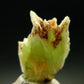 Very Rare Phosphophyllite Crystal From Bolivia - 0.7" - 1.13 Grams