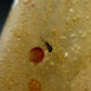 Insects in Amber Piece From Colombia - 6.67 Grams - 2.1"