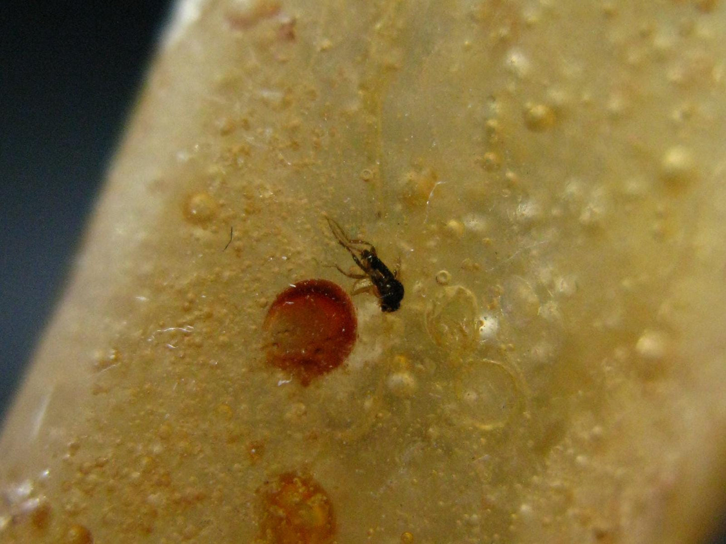 Insects in Amber Piece From Colombia - 6.67 Grams - 2.1"