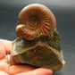 Pyritized Ammonite Fossil On Pyrite Matrix From Russia 150 MYO - 2.2" - 133.61 Grams