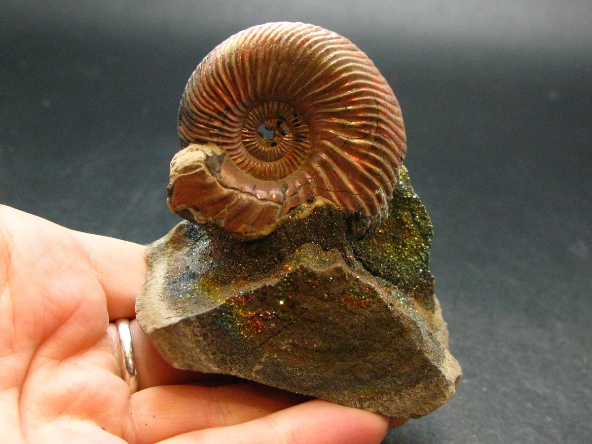 Pyritized Ammonite Fossil On Pyrite Matrix From Russia 150 MYO - 2.2" - 133.61 Grams
