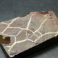 Ammolite Ammollite Fossil From Alberta Canada - 2.5" - 51.59 Grams