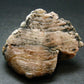 Phenakite Phenacite Crystal From Brazil - 2.5" - 126.64 Grams