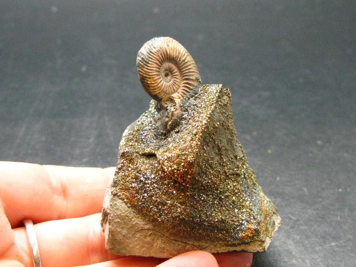Pyritized Ammonite Fossil On Pyrite Matrix From Russia 150 MYO - 1.8" - 73.72 Grams