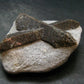 A Perfect Staurolite Crystal from Russia - 3.0" - 167.82 Grams