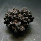 Very rare Z-Stone (Limonite after Marcasite) from Sahara Dessert, Egypt - 1.5" - 48.58 Grams