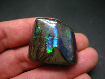 Ammolite Ammollite Fossil From Alberta Canada - 1.3" - 19 Grams