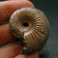 Pyritized Ammonite Fossil From Russia 150 MYO - 1.2" - 13.24 Grams