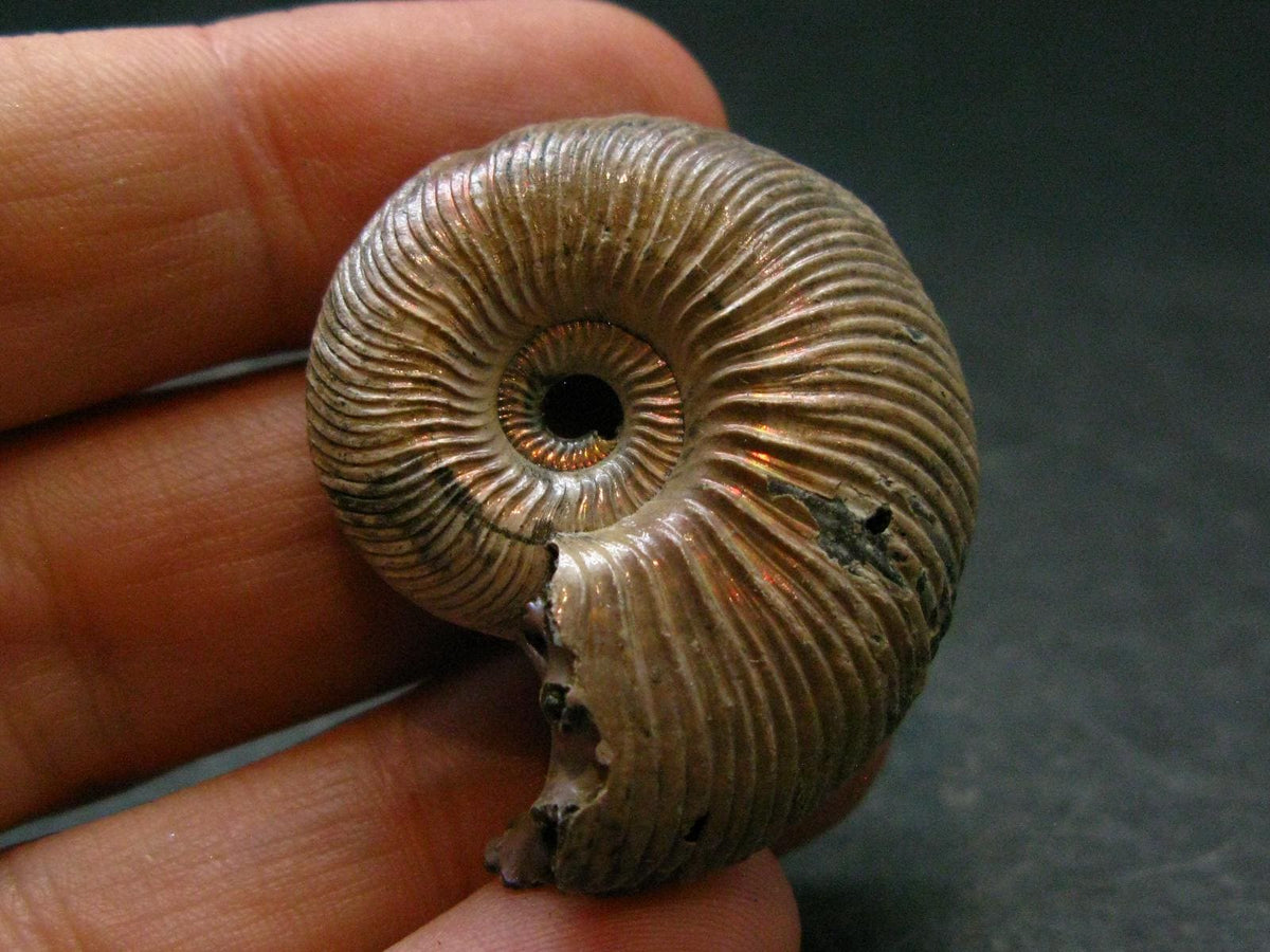 Pyritized Ammonite Fossil From Russia 150 MYO - 1.2" - 13.24 Grams