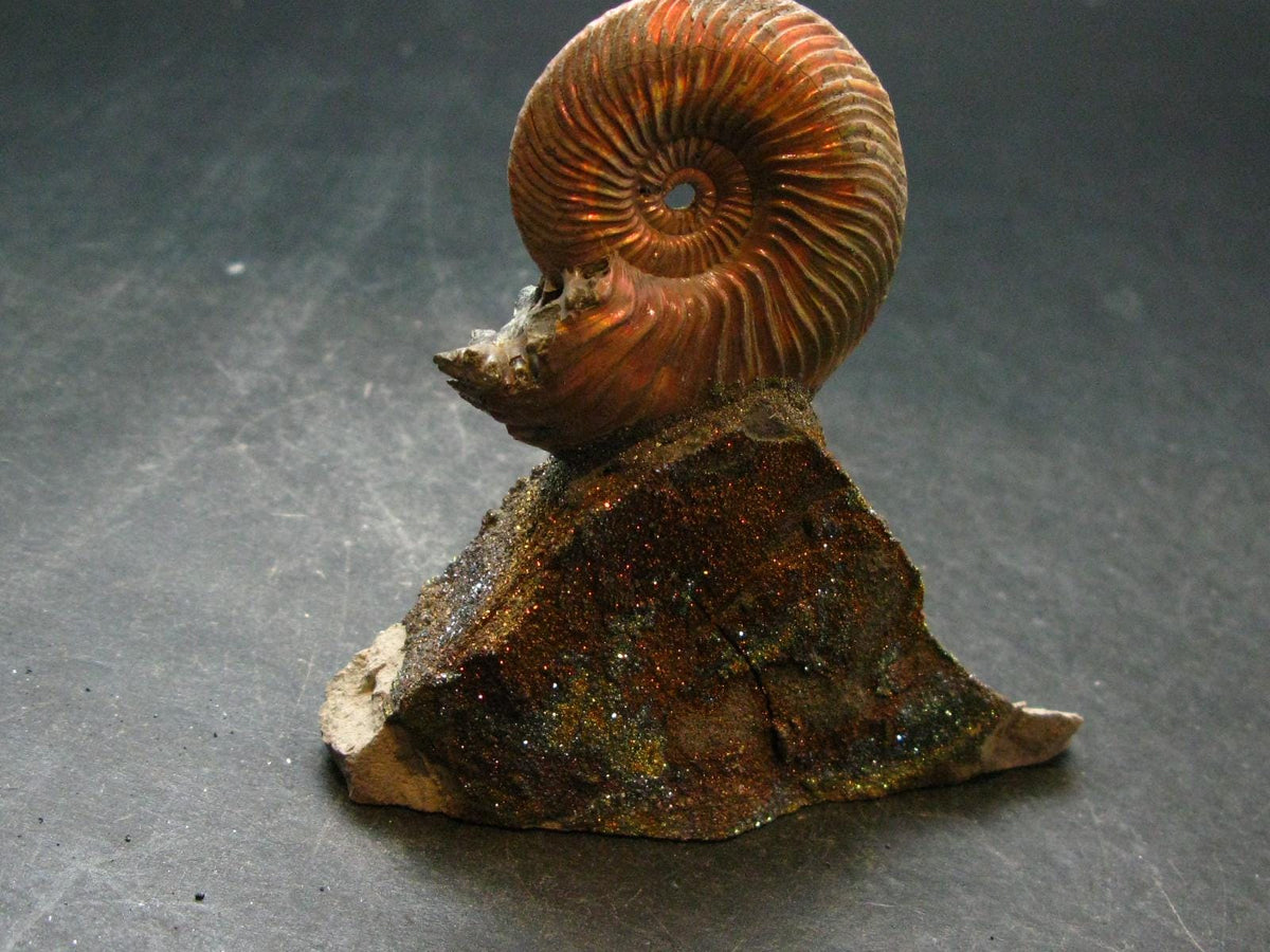 Pyritized Ammonite Fossil On Pyrite Matrix From Russia 150 MYO - 3.1" - 120.67 Grams