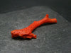 Rare Natural Red Coral From Italy - 1.8" - 1.65 Grams